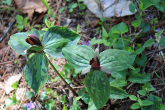 Trillium-@-Greenleaf-Garden-2024-4519