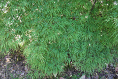 Watnong-Japanese-Maple-@-Rogers-Garden-2024-4502