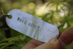 Yuri-Hime-Japanese-Maple-@-Rogers-Garden-2024-4498
