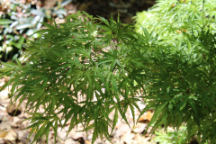 Yuri-Hime-Japanese-Maple-@-Rogers-Garden-2024-4499