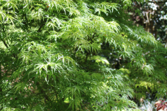 Yuri-Hime-Japanese-Maple-@-Rogers-Garden-2024-4500