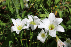 Zepharanthes-@-Greenleaf-Garden-2024-4521