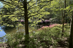 Azalea Bowl