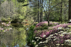Azalea Bowl