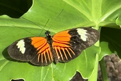 ButterflyExhibit