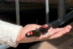 ButterflyExhibit1
