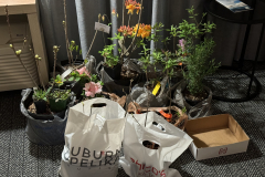NewPlantsFromSale