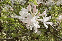 azalea