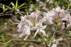 azalea1
