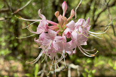 azalea2