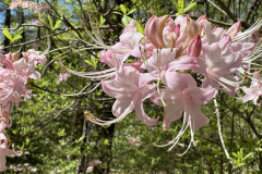 azalea3