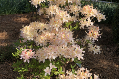 2022-Convention-Sommerville-@Floyd-Garden_0146