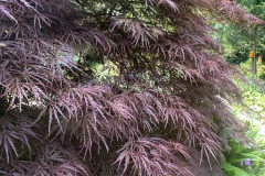 Acer-j.-p.-Crimson-Queen-20y.o.-@Giberson-Garden_1899