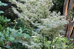 Acer-p.-d.-Butterfly-@Floyd-Garden_0152