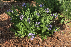 Amsonia-Blue-Ice-@Dirr-Garden_0141