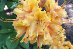Aromi-Sunrise-Aromi-@Floyd-Garden_0188