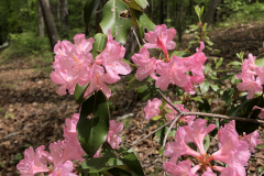 Azalea-@Berrong-Garden_0108