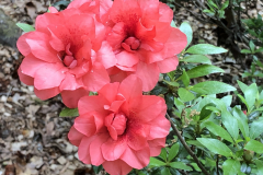 Azalea-@State-Botanical-Garden-of-GA_0077