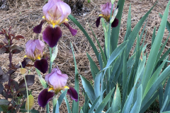 Bearded-Iris-@Floyd-Garden_0172