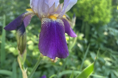 Bearded-Iris-@Floyd-Garden_1906