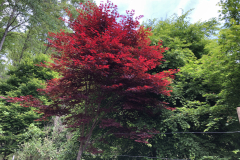 Berrong-Garden_0118
