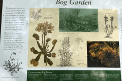 Bog-Garden-@-State-Botanical-Gard-of-GA_0073
