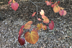 Cercis-canadensis-Flame-Thrower-@Dirr-Garden_0138