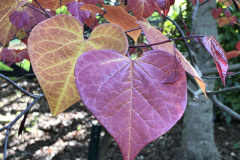Cercis-canadensis-Flame-Thrower-@Dirr-Garden_0139