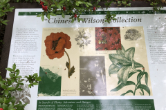 Chinese-Wilson-Collection-@-State-Botanical-Gard-of-GA_0076