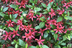 Chojuho-Satsuki-@State-Botanical-Gard-of-GA_0087