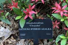 Chojuho-Satsuki-@State-Botanical-Gard-of-GA_0088