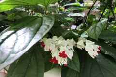 Clerodendrum-thomsonieae-Tropical-Bleeding-Heart-@-State-Botanical-Gard-of-GA_0096