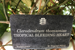 Clerodendrum-thomsonieae-Tropical-Bleeding-Heart-@-State-Botanical-Gard-of-GA_0097