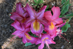 Country-Cousin-Aromi-@-Floyd-Garden_0165