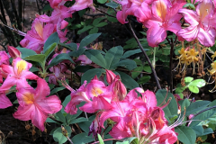 Country-Cousin-Aromi-@-Floyd-Garden_0166