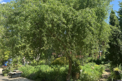 Curly-Willow-@Giberson-Garden_1888