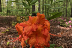 Decid-Azalea-@Berrong-Garden_0111