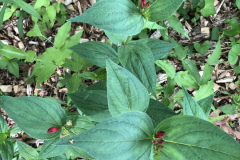 Endangered-Plant-@-State-Botanical-Gard-of-GA_0074