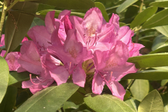 Giberson-Garden_1894