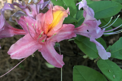 Jacob-Allen-Aromi-@Floyd-Garden_0153