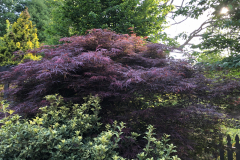 Japanese-Maple-@Dirr-Garden_0134