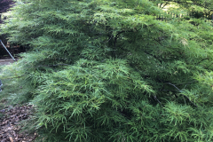 Japanese-Maple-@Dirr-Garden_0135