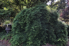 Japanese-Maple-@Dirr-Garden_0136