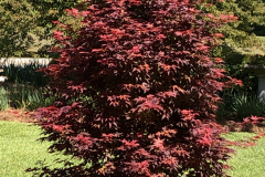 Japanese-Maple-@Floyd-Garden_0192