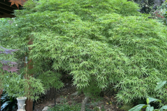 Japanese-Maple-@Giberson-Garden_1897