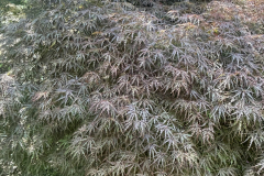 Japanese-Maple-@Giberson-Garden_1898