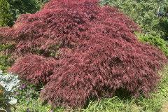Japanese-Maple-@Giberson-Garden_1902