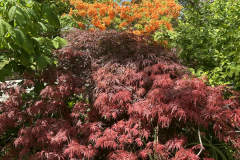 Japanese-Maple-Decid-Azalea-@Armitage-Garden_1863
