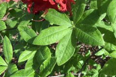 Jeb-Stuart-Dodd-Confederate-Series-@Floyd-Garden_0162