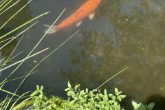 Koi-Pond-@Giberson-Garden_1881